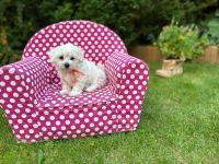 Łusia Vel Miffy - V